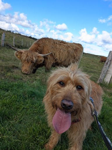 mein Zoo in den letzten Jahren Verschiedene Tiere haben mich über die Jahre begleitet: Hündin Jule, Hündin Lucy, Katze Shari, Meerschweinchen, Zebrafinken,...